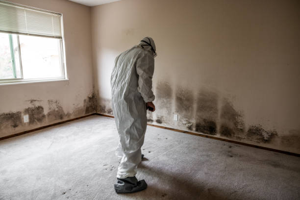 Best Attic Mold Removal  in Atlanta, IL